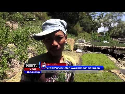 Petani rumput laut merugi akibat kemarau - NET12