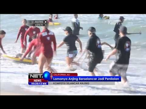 Kompetisi Selancar Anjing -NET24