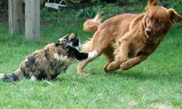 Cães Cobardolas e Com Medo de Gatos