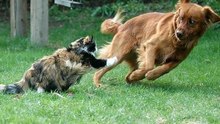 Cães Cobardolas e Com Medo de Gatos