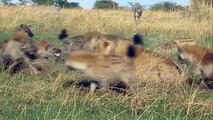 Most CRAZIEST Animal attacks Caught On Camera #2- Amazing Wild Animal Attacks