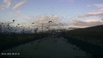 Attention, beaucoup trop d'oiseaux sur la route! Impressionnant