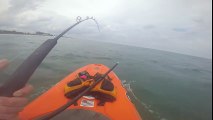 Acrobatic Shark Takes Paddle Boarder for a Ride