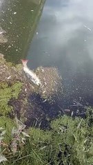 MustafaKemalPaşa ilçesinde Balık Ölümleri devam ediyor.