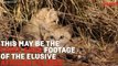 Rare Video Footage Of Elusive Sand Kittens In Africa