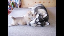 2 Week Old Husky Pup Trying To Walk BUT Mom Keeps Disciplining Him