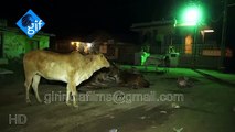 WATCH UNBELIEVABLE CCTV FOOTAGE A Lioness roaming in Rampar village near Gir Forest