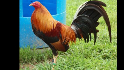 5 KEYS TO WINNING IN THE SPORT OF COCKFIGHTING 2