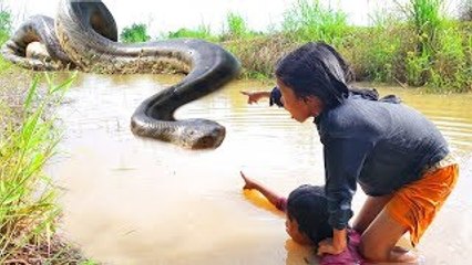 Download Video: Amazing Brave Little Sisters Catch Big Snakes While Digging Crabs in Canal