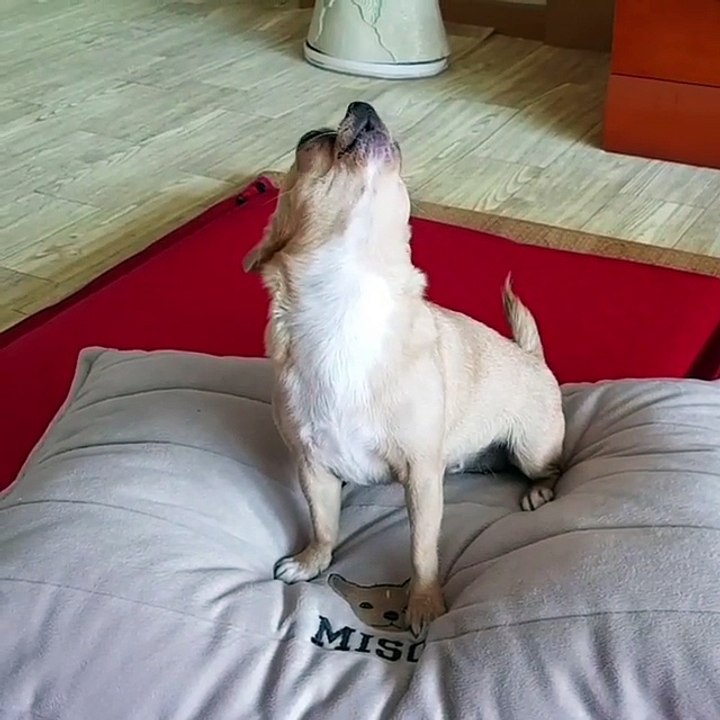 Chihuahua Loves a Harmonica