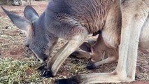Mother Kangaroo Teaches Her Baby How to Eat Grass