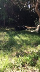 Wounded Bear Wanders Into Person's Yard