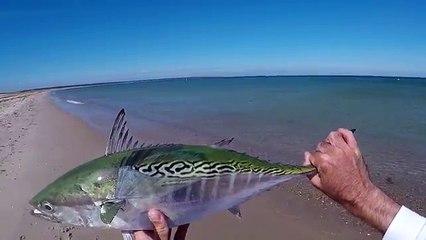 Fishing for Finicky Pelagic Fish on Crystal Clear Sand Flats