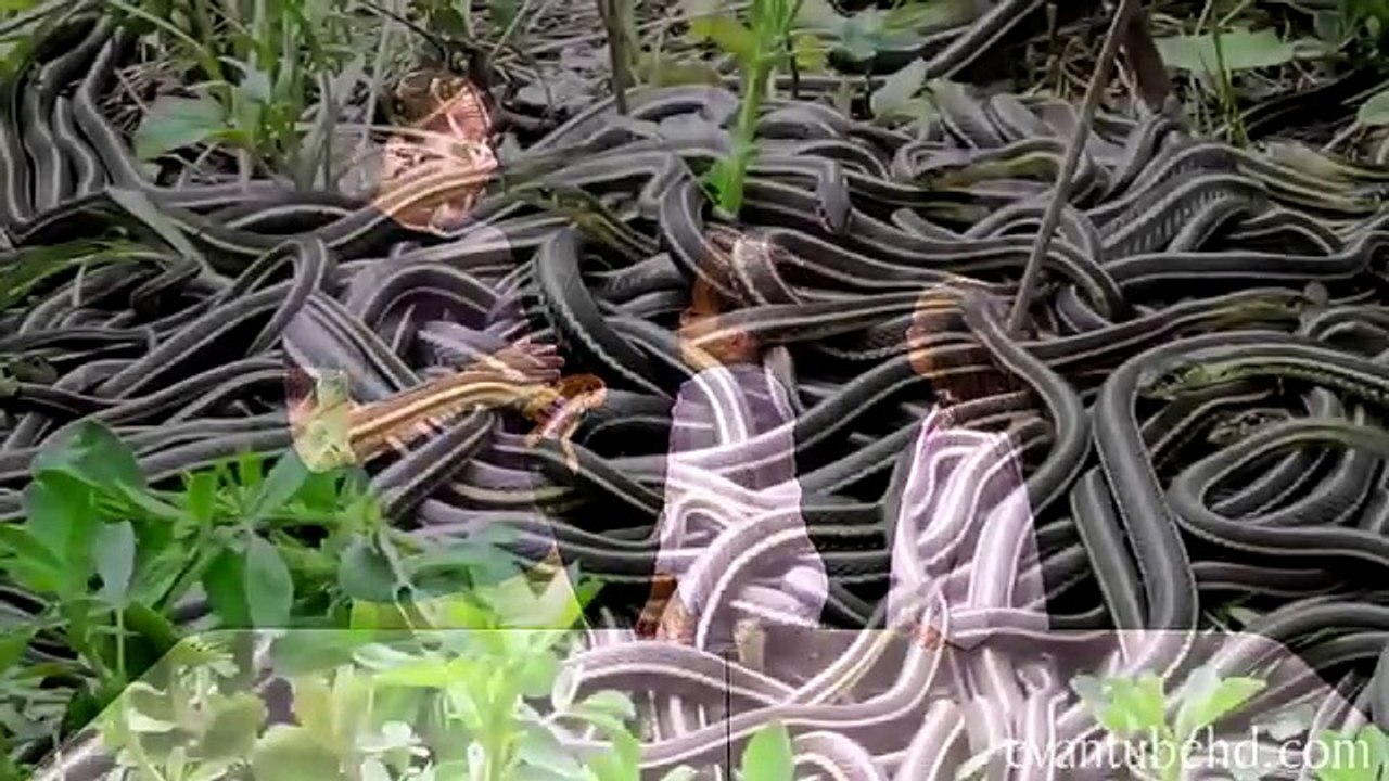 CORN SNAKES! Pet Reptiles with EvanTubeHD & AnimalBytesTV!