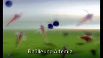 Aufzuchtfutter für Artemia Salina