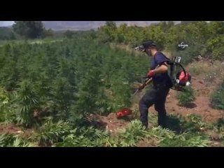 Zehir tarlaları imha edildi