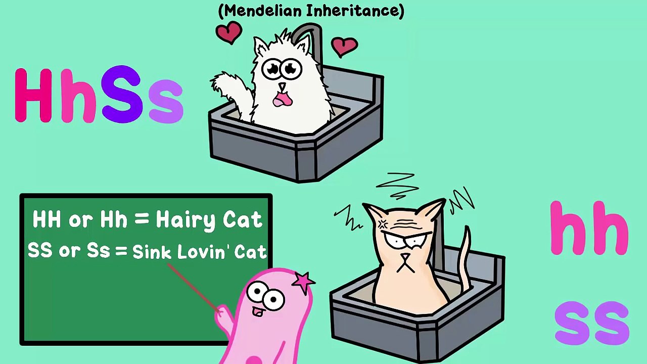 Two-Trait and Dihybrid Crosses