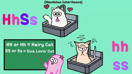 Two-Trait and Dihybrid Crosses