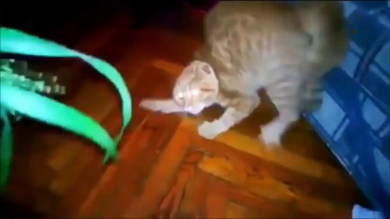 Funny Cats  2017