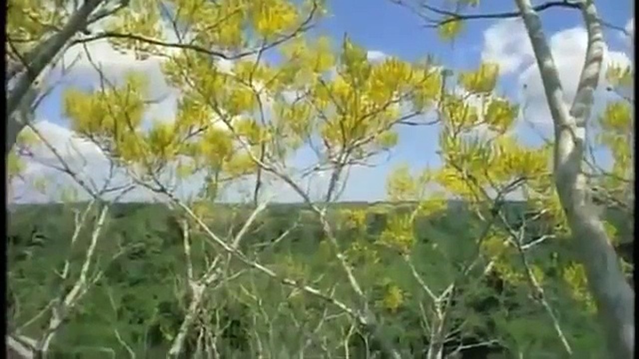 The JAGUAR BIG CATS (Animals/Nature/Wildlife Documentary)