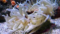 Oceans in Glass: Monterey Bay Aquarium (Nature Documentary Full Length)