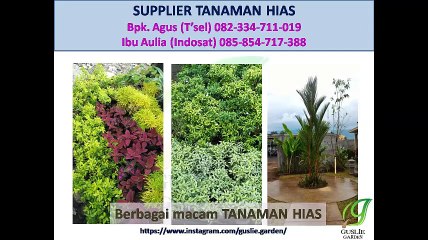 082334711019 - 085854717388 - tanaman hias berdaun cantik
