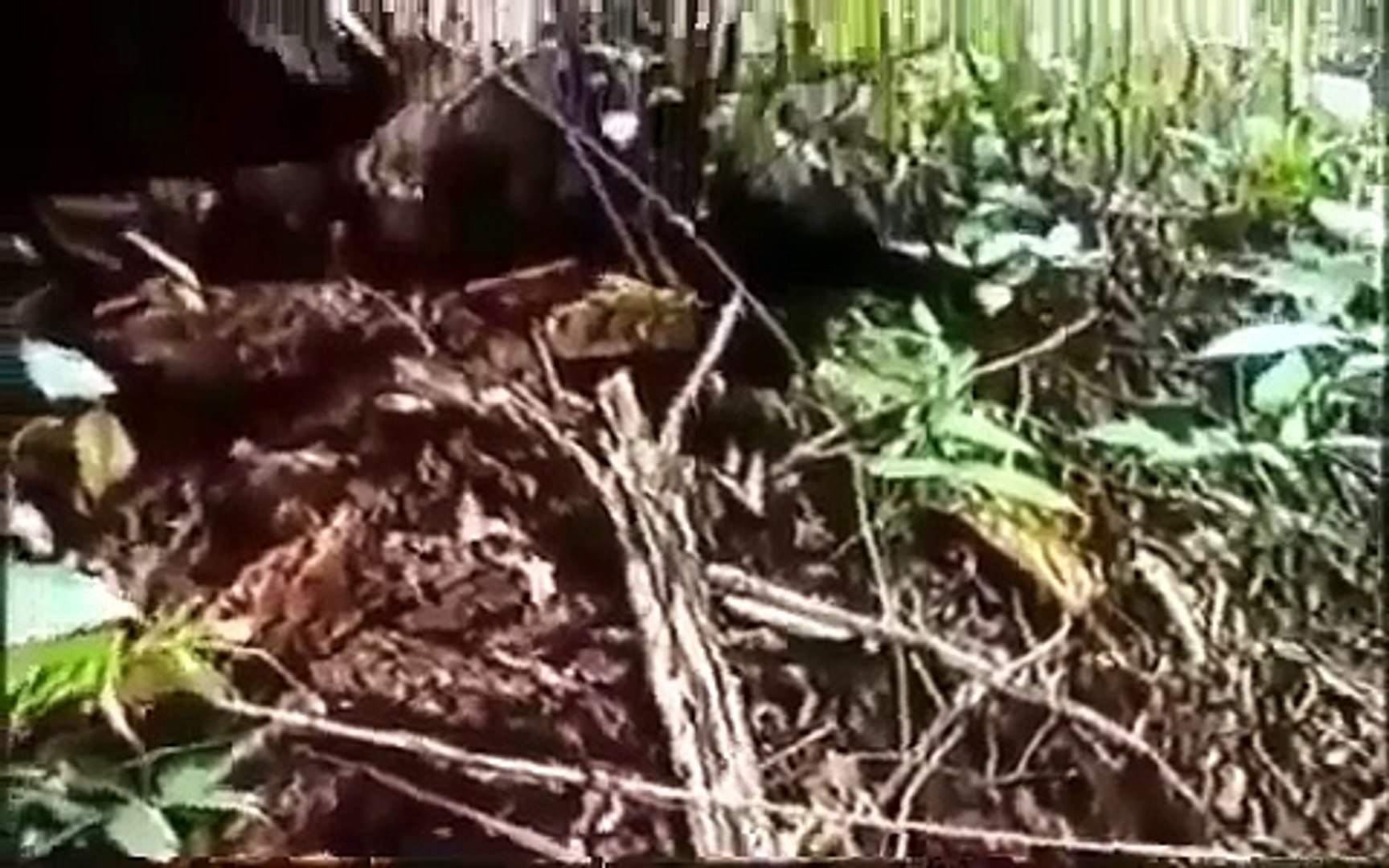 Documentary Ant Documentary Ant Documentary Ant National Geographic 2017 Hormigas Asesinas