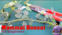 गुलाब पे ऐसे करे ग्राफ्टिंग / How to bud Grafting Roses / Grafting tips / Gardening /Mammal Bonsai