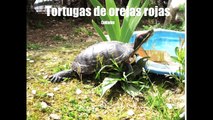 hábitat recomendado para tortuga de orejas rojas