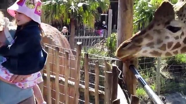 Try Not To Laugh At These Sneezing Pets & Animals of 2016 Weekly Compilation | Funny Pet V