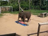 Thai Elephant Massage - by a Cute Baby Elephant in Koh Samui