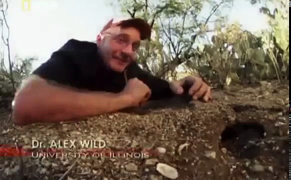 Documentary Ant National Geographic City Of Ants Full Documentary