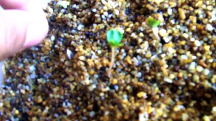 JACARANDA germinación. (bien explicado)