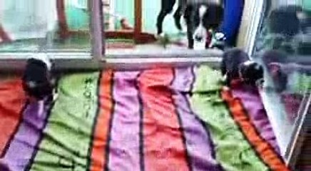 Cat breastfeeding puppies - Chat allaite chiots