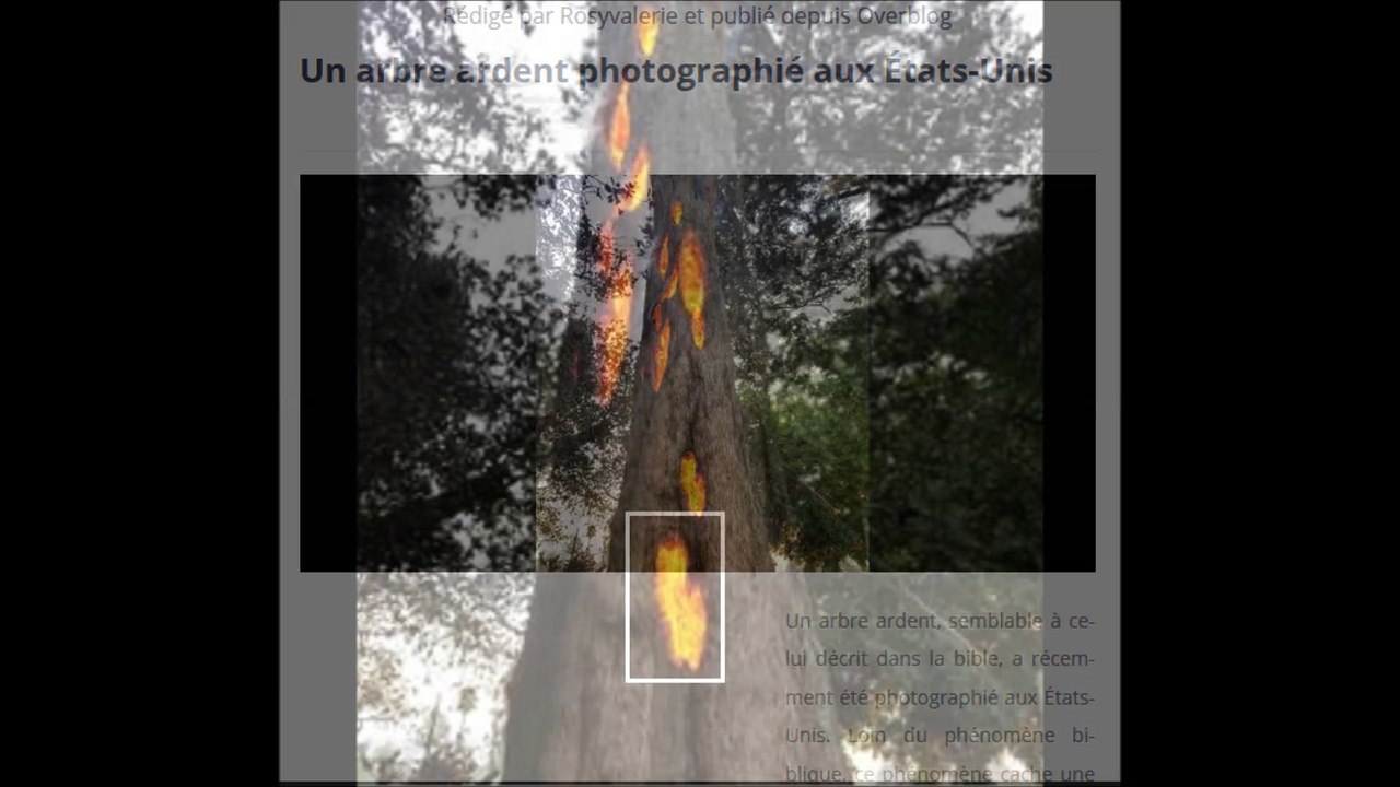 Photos mystiques..Arbre ardent et Bouddha.