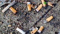 Gagak mengambil puntung rokok: Startup Belanda melatih gagak mengambil sampah untuk makan - TomoNews