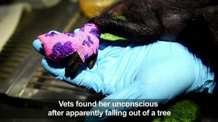 Baby spider monkey receives care in Colombia