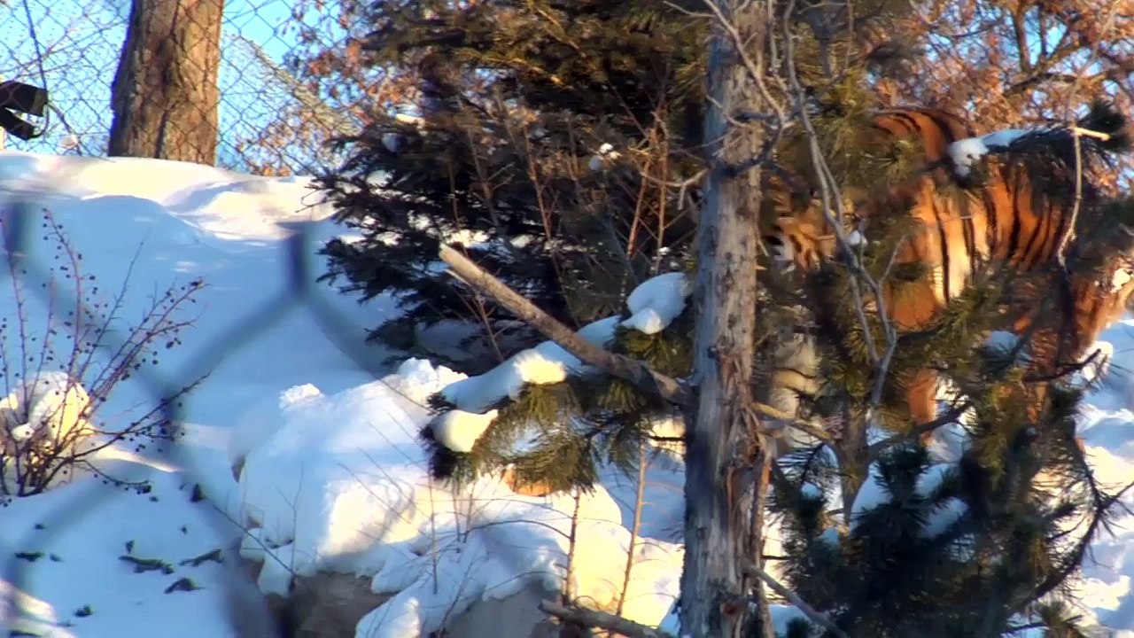 7 Animals Youll Be Glad Are Extinct