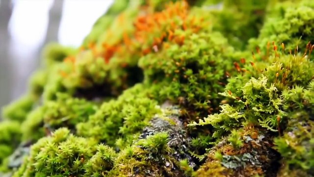 I AM Affirmations ➤ Clear Negative Energy Attr Positive Energy Good Energy | Release Bad Energy