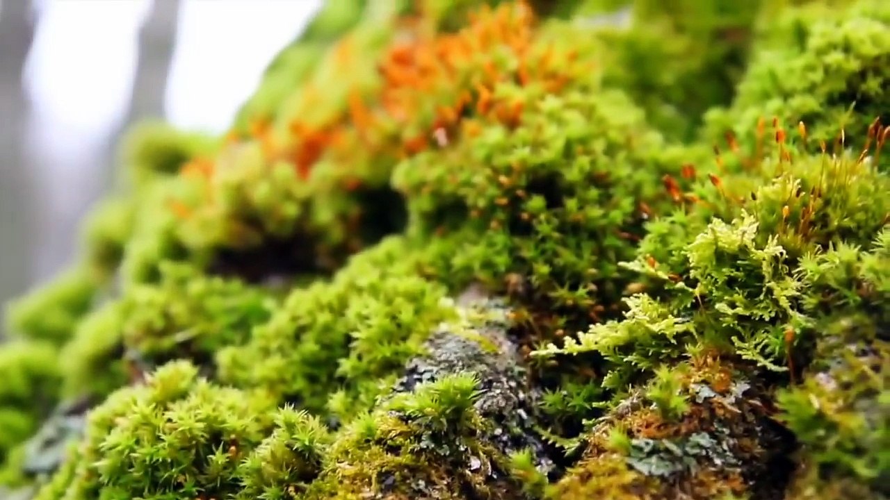 I AM Affirmations ➤ Clear Negative Energy Attr Positive Energy Good Energy | Release Bad Energy