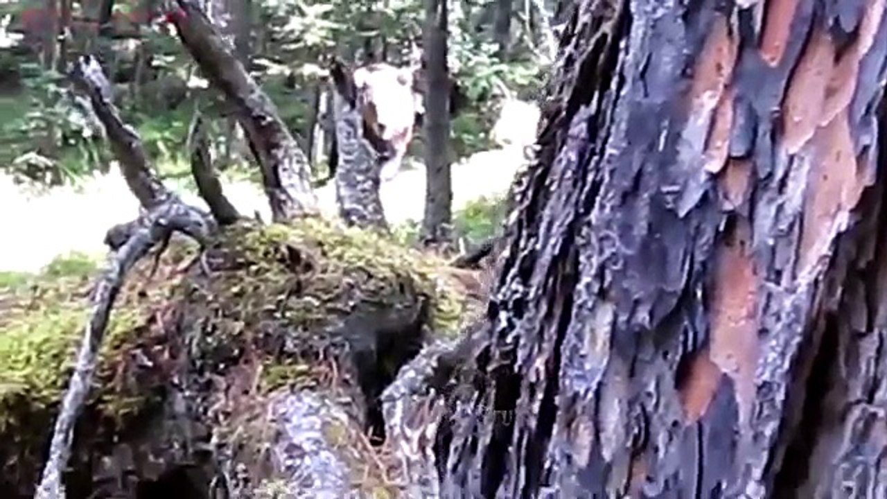 Shocking Videos Recorded During Hunting (Human vs Bear Encounter ) Part 3