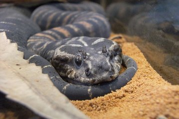 کشمیر ویلی - لڑکیوں کی ہمت چیک کریں کس قدر خطرےناک سانپ|The most dangerous snake|By AJK Tech