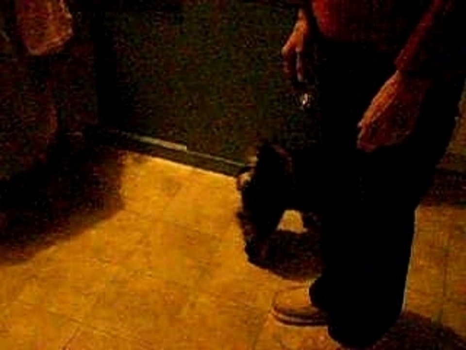Bambi Sits