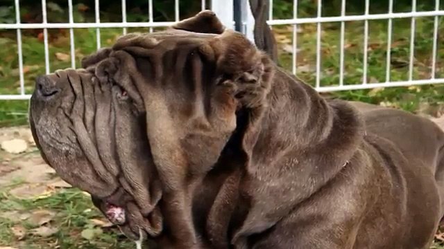 LOS PERROS MAS PELIGROSOS DEL MUNDO [POR RAZAS]