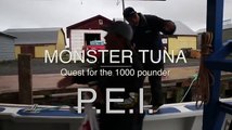MONSTER TUNA - 1000 pound Giant Bluefin caught in record time in PEI - Cool Underwater Shots