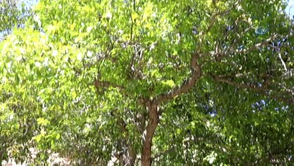 Gümüşhane'de Ceviz Hasadı Tamamlanmak Üzere