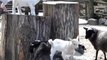 Ces chèvres jouent à saute mouton! Adorable