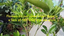 Why dont flowers on lemon in a pot ? || lemon care in Pots