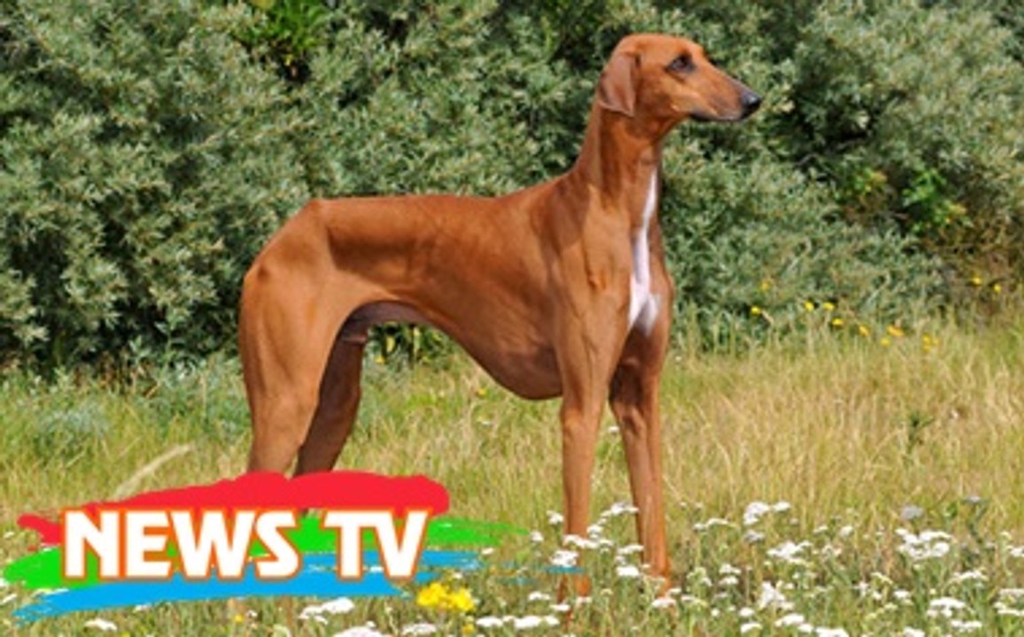 Top 10 giống chó đắt giá nhất thế giới