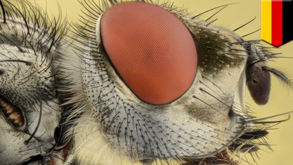 Study shows massive drop in flying bug populations